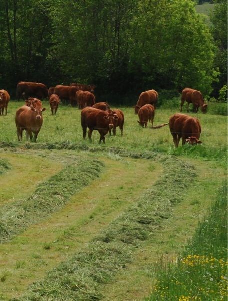 Pour les projets en individuel ou hors cadre familial, accéder au foncier pour se lancer dans l’élevage est particulièrement compliqué.