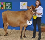 Eden8331, la jersiaise grande championne du concours, au Gaec Manceau (Vézins, Maine-et-Loire)