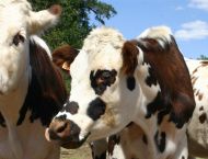 Le système a évolué progressivement pour gagner en autonomie, avec une soixantainte de laitières et quelques boeufs sur 60 hectares.