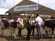 Organisé le dimanche matin, le concours départemental Normand est le temps fort du week-end du pôle élevage de la foire de Béré.