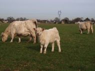 Dans les exploitations d’élevages bovins, l’atelier végétal fournit la majorité des fourrages consommés par les animaux.