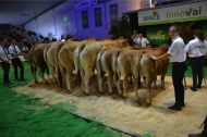 Les juges ont récompensé “un lot très homogène dans la finesse, la viande, avec de bonnes aptitudes au vêlage”.