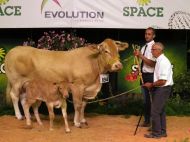 Gitane, au Gaec Rothureau, meilleur animal du concours.