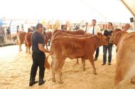 Départemental limousin au Festi-élevage 2015. Cette année pour l'interrégional, 120 à 130 animaux seront présents.