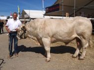 Michel Grasset, président du syndicat charolais, avait décroché l'an dernier le grand prix d'honneur mâle avec Lutin.